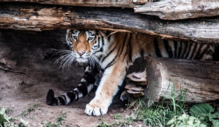 VIDEO: Zoo na Hluboké oslavila narozeniny. Nechyběl Adolf ze Schwarzenbergu nebo hejtmanka
