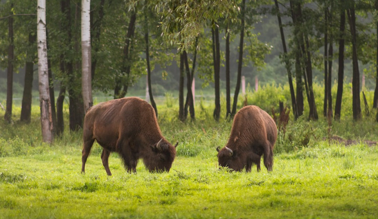 V okolí Českého Rudolce zůstává v přírodě dvanáct uprchlých bizonů