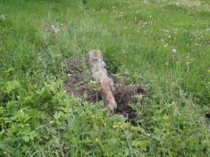 U obce Žár se stala tragická dopravní nehoda, řidič po nárazu do stromu zemřel