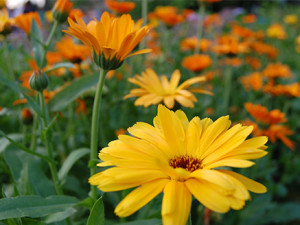 V Horním Rakousku se otevírá zemská zahradní výstava Bio.Garten.Eden Aigen-Schlägl