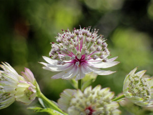 V Horním Rakousku se otevírá zemská zahradní výstava Bio.Garten.Eden Aigen-Schlägl