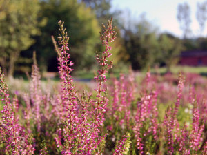 V Horním Rakousku se otevírá zemská zahradní výstava Bio.Garten.Eden Aigen-Schlägl