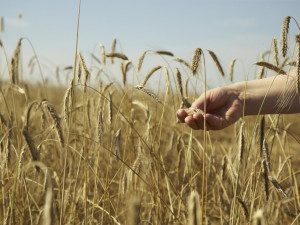 V Horním Rakousku se otevírá zemská zahradní výstava Bio.Garten.Eden Aigen-Schlägl