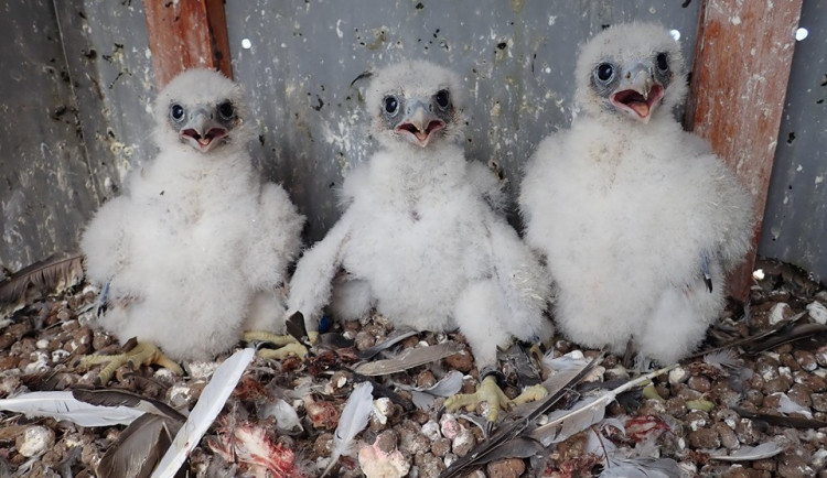 Mláďata sokola stěhovavého na teplárenském komíně.
