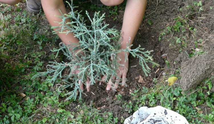 Zloděj vykradl okrasnou zahradu. Ze země vyrval čerstvě zasazené keře, květiny i stromy