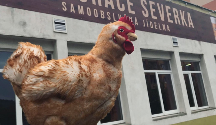 Plyšové slepice proletěly první půlkou své tour po republice