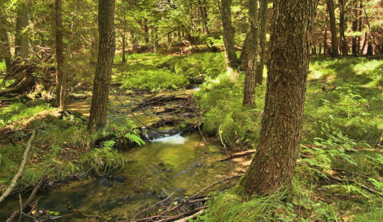 Muži pokáceli tři vzrostlé stromy v lesoparku. Prý kvůli obavám o zdraví veřejnosti