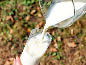 Madeta přijde o 200 tisíc litrů mléka denně, v tržbách ročně o miliardu
