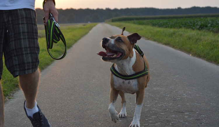 Mladý muž nechal běhat svého staforda na volno po dětském hřišti, i přes protesty lidí odmítal odejít
