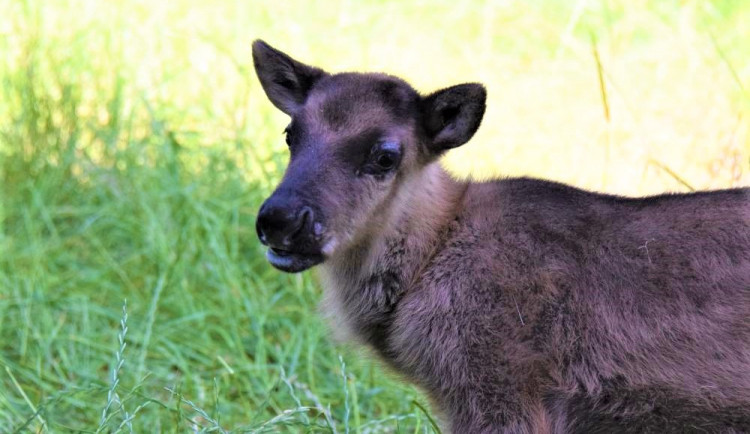 FOTO/VIDEO: V olomoucké zoo se narodili malí sobi. Podívejte se