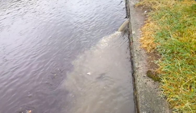 Do Vltavy v Krumlově tekly odpadní vody. Videem se zabývala Česká inspekce životního prostředí