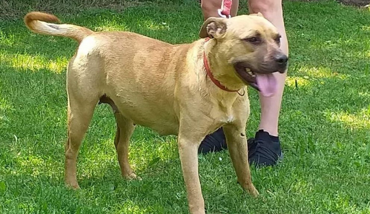 Cizí pes pokousal majitelku i jejího pejska. Policisté nyní pátrají, komu útočící zvíře patří