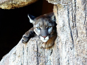 Puma se nejspíš vrátila na Jindřichohradecko. Natočili ji u Červeného Hrádku