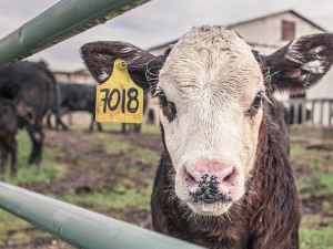 Hospodářská zvířata v těchto dnech nesmí cestovat více než 600 kilometrů, rozhodli veterinář