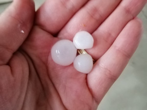 Foto od čtenářů Budějcké Drbny