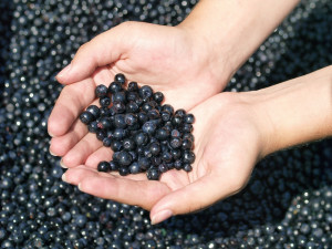 Klášter v Borovanech v polovině července opět ožije Borůvkobraním