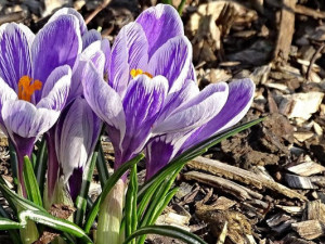 Rodinné zahradnictví Bošků ve Stříteži u Volyně