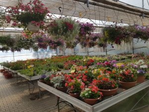 Rodinné zahradnictví Bošků ve Stříteži u Volyně