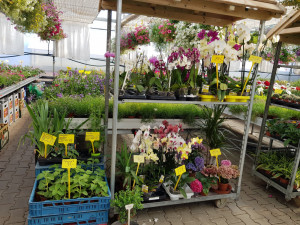 Rodinné zahradnictví Bošků ve Stříteži u Volyně