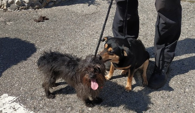 Majitel přivázal dva psy u veteriny v Kněžských Dvorech a odešel. Hrozí mu pokuta až dvě stě tisíc