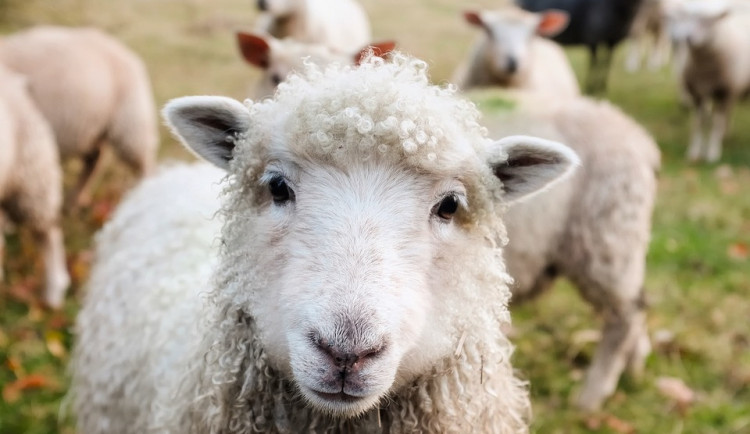 Jihočeští farmáři by přivítali účinnější ochranu ovcí před vlky