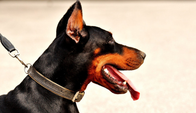 Agresivní dobrman se zakousl do kurýra zásilek, pak zaútočil i na policisty