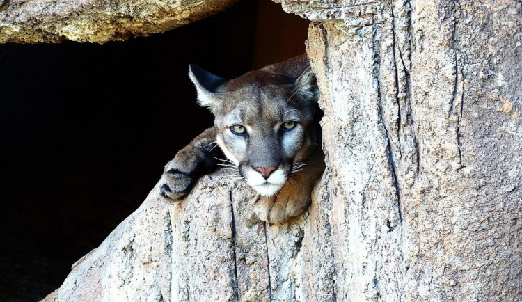 U Tábora se znovu objevila puma americká. Utekla do pole