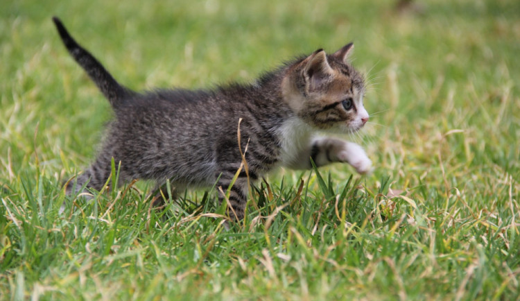 Soused volal policii kvůli mňoukání. Pod kapotou auta bylo tři dny zavřené kotě
