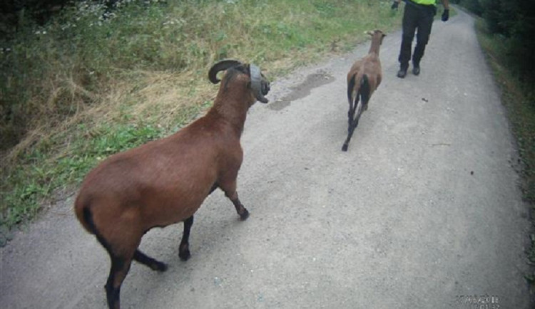 Brnem se spokojeně procházely ovce a kozy. Nejsou to aligátoři, vzkázal strážníkům majitel