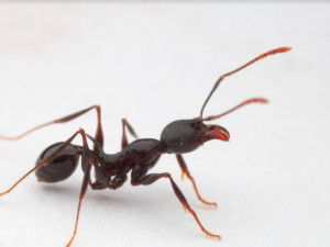 Vědci objevili na ostrově v Tichém oceánu nové druhy mravenců