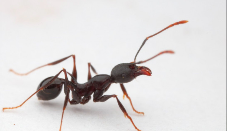 Vědci objevili na ostrově v Tichém oceánu nové druhy mravenců