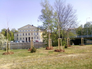 V Budějcích přibyly stromy a keře za 850 tisíc korun