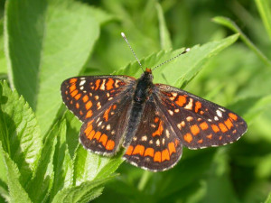 Okáč Jílkový Foto: M. Hrouz