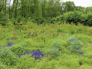 Optimalni StavPosledniMistoVyskytu_Foto_A_Florian