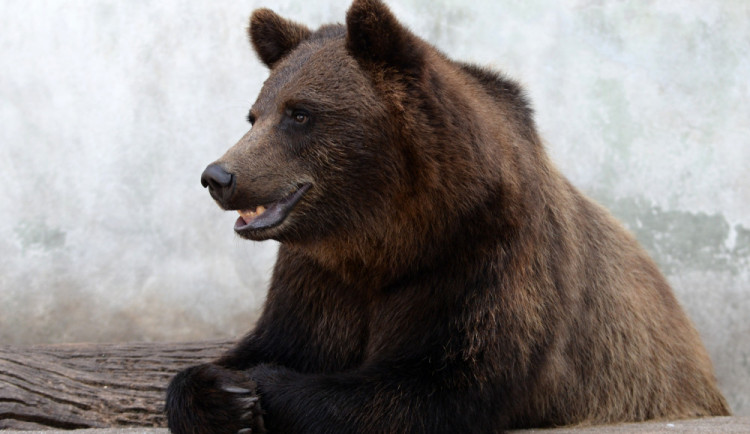 FOTO/VIDEO: Medvědi, kteří byli zabaveni na letišti, odjeli z Olomouce do Českého Krumlova