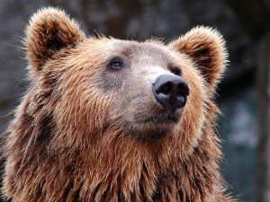 Propašovaní medvědi, kteří neměli dovozní povolení, našli nový domov v Krumlově