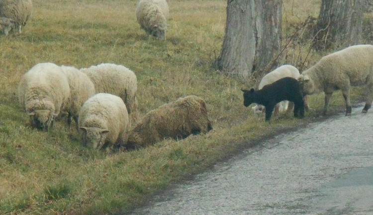 Stádo ovcí se včera vydalo na výlet do ulic Budějc