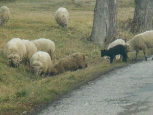 Stádo ovcí se včera vydalo na výlet do ulic Budějc