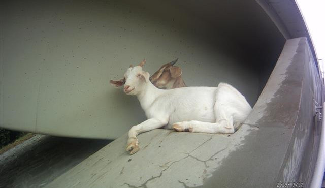 FOTO/VIDEO: Strážníci naháněli po Líšni ovce a kozy. Zvířata si udělala pohodu pod mostem