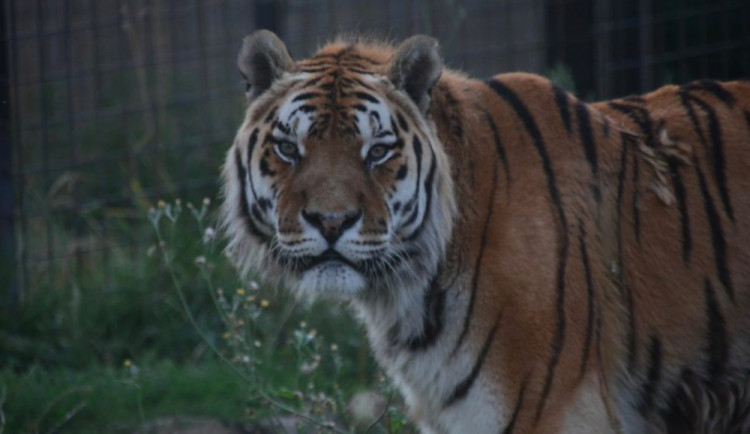 Jeden z nejstarších tygrů v republice slaví plnoletost. Jeho domovem je zoo ve Dvorci