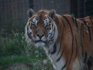 Jeden z nejstarších tygrů v republice slaví plnoletost. Jeho domovem je zoo ve Dvorci
