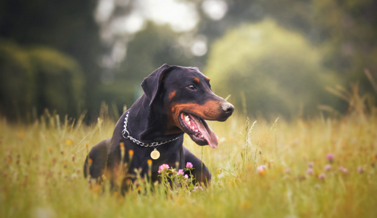 Dobrman Sorbon patří mezi registrované psí dárce.