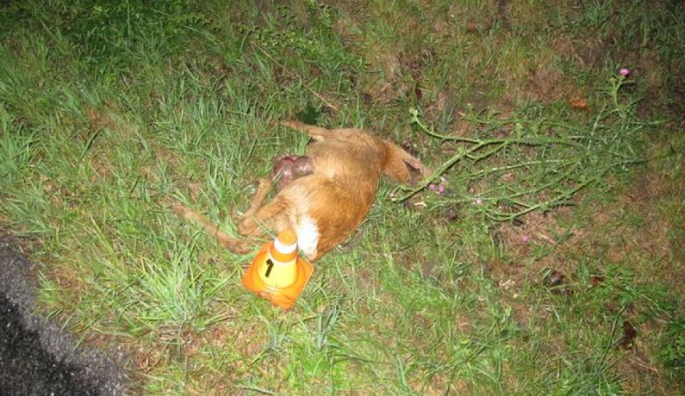 Řidiči vběhl do cesty srnec, který po střetu na místě uhynul