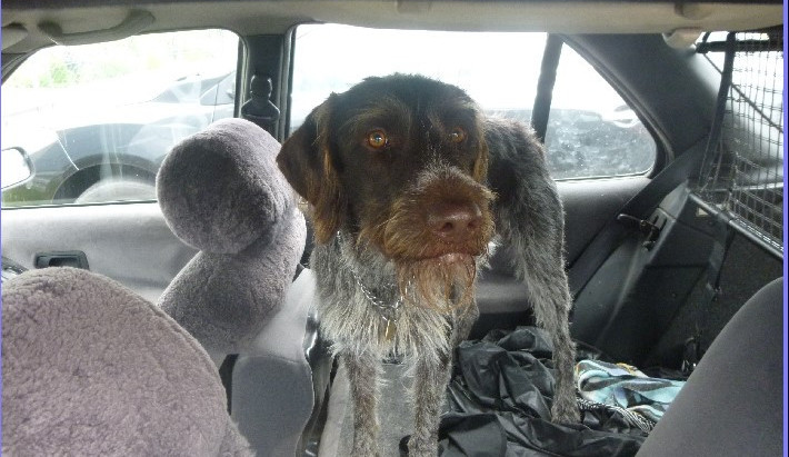 Pes zavřený v autě