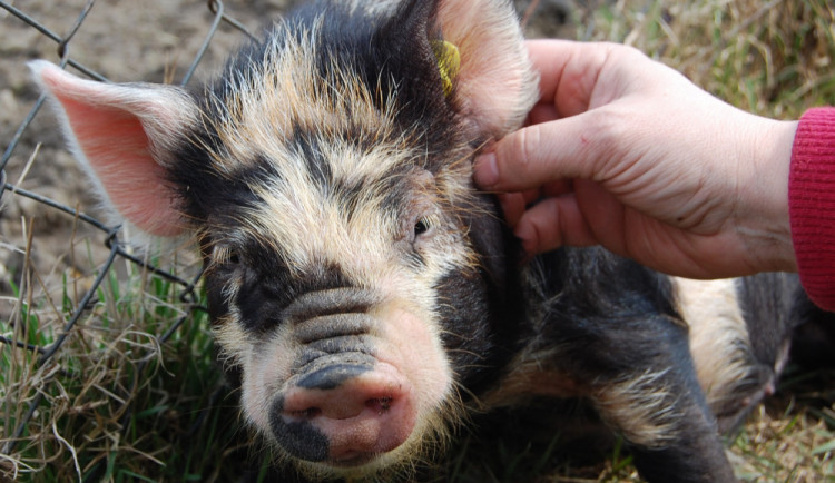 Po Lužánkách pobíhala vietnamská prasátka. Honili je hasiči i strážníci, kteří museli korigovat dopravu