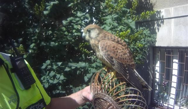 Horkem trpí také zvířata. Strážníci proto nabádají Brňany, aby pro zvěř vytvářeli pítka