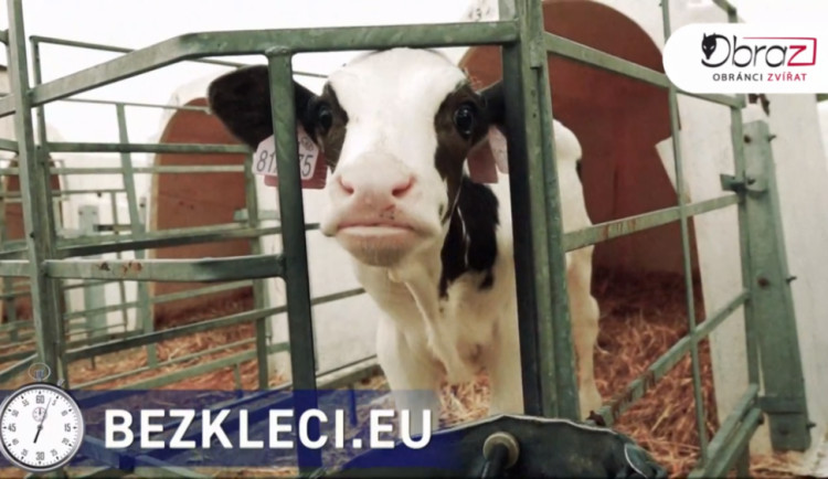 VIDEO: Aktivisté zveřejnili nové záběry z českých chovů. Natočili mrtvá selata i otrhané slepice