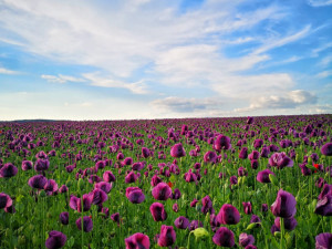 Jsem amatér, fotím si jen pro radost, říká známý Budějčák Tomáši Fotím Nakaši