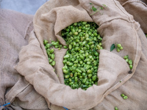 V Budvaru se vaří pivní specialita z čerstvého chmele, ten se v praxi používá výjimečně