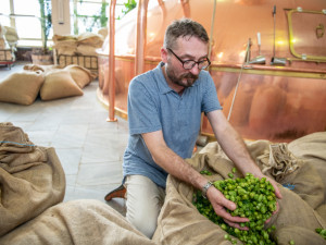 V Budvaru se vaří pivní specialita z čerstvého chmele, ten se v praxi používá výjimečně